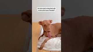 How about a Pharaoh hound#dog #funnyshorts #foryou #fyp #fypシ #trending #trendingshorts #dogshorts