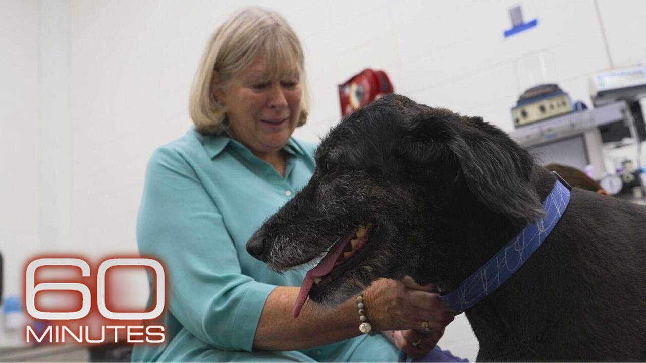 How Research on Dogs Could Lead to a Longer, Healthier Life for Both Dogs and Humans |