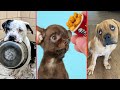 The most Amazing Dog Rescue Stories! 🐶