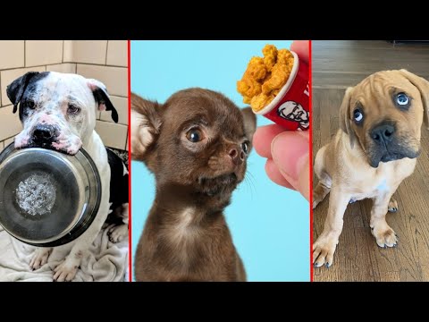 Videó: NBA Star Ételek az életben a mentő kutyájával és egy csodálatos új könyvvel