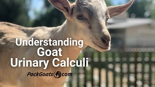 Understanding Goat Urinary Calculi: Symptoms and Treatment