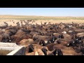 Южно Казахстанские овцы