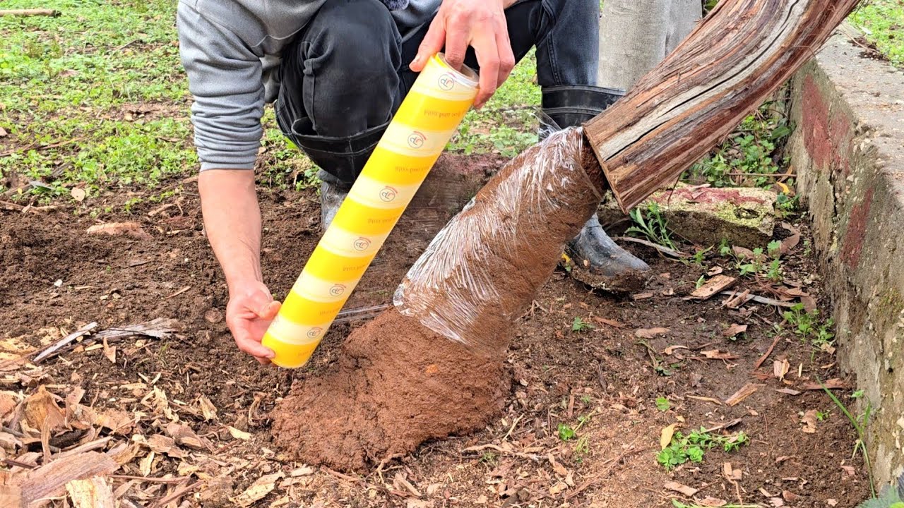 عريشة العنب مصابه في الجلطه شاهد كيف يتم علاجها حتى تثمر بكثافه