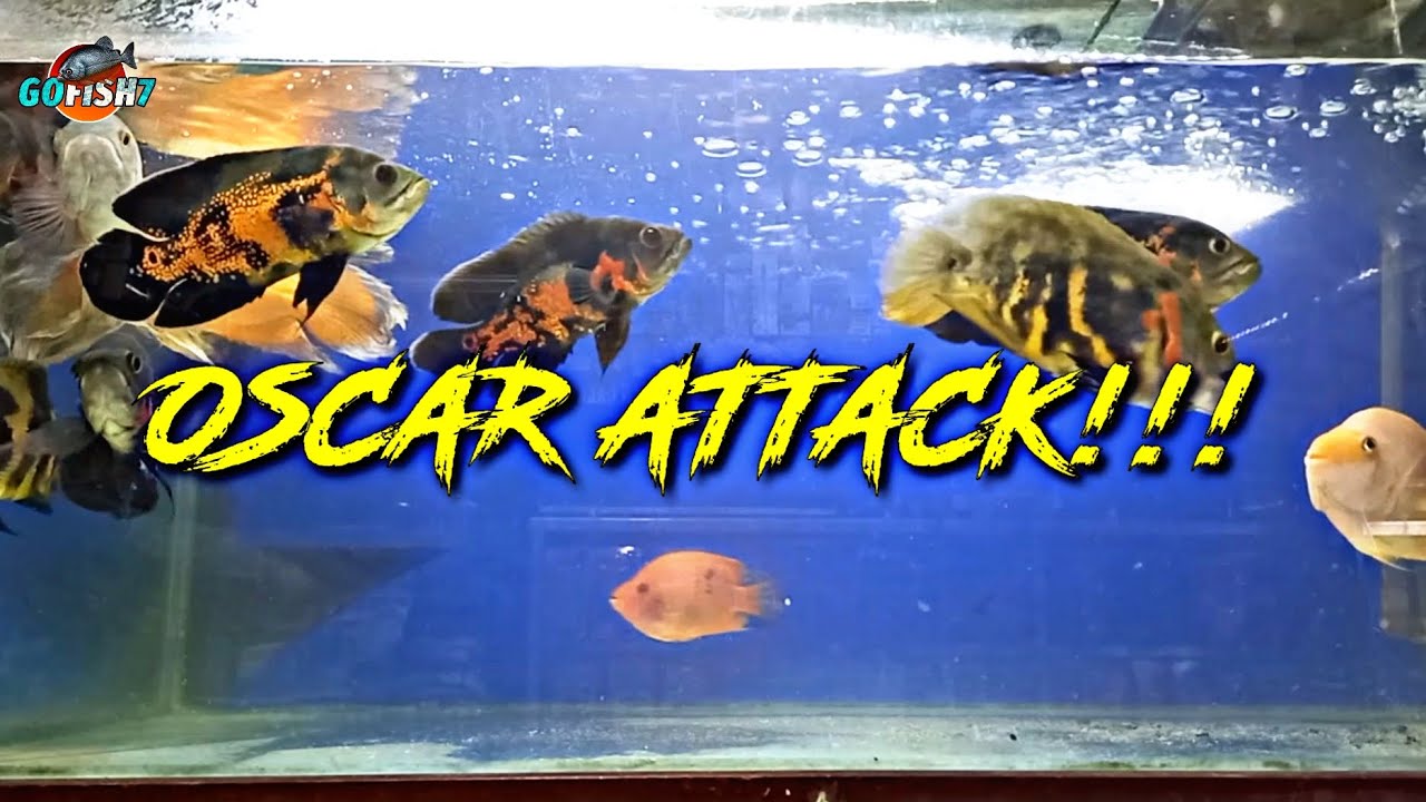 OSCAR FISH FEEDING FRENZY (WITH GOLDFISH) Fish Feeding GOFISH7