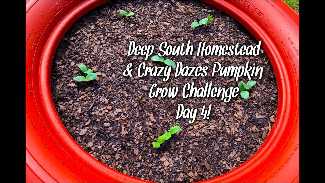 Update! Deep South Homestead Crazy Dazes Pumpkin Grow Challenge Day 4