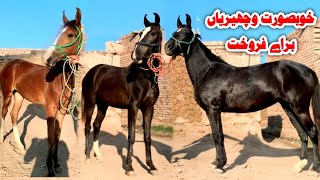 Mushki Ghori for sale | horse for sale