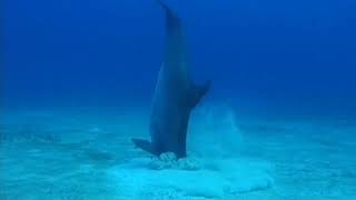 Принятый дельфин | Документальный фильм о дикой природе