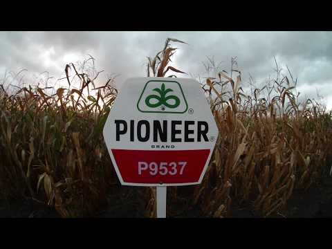 Pioneer P9537 kukorica vetőmag KukoricaVetőmag.hu Kft. 2017