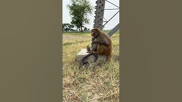 Cobra snake in front of monkey