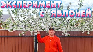 почему яблоня цветёт и не плодоносит