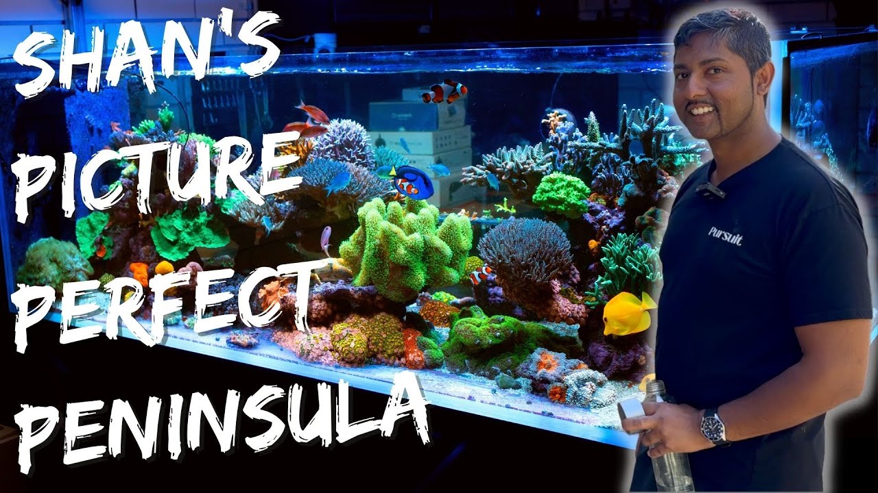 Shan's Picture Perfect Peninsula Cade