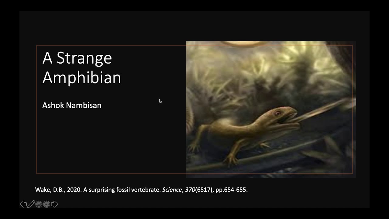 A Strange Amphibian YouTube