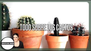 🌵TODO SOBRE LOS CACTUS 🌵 | Efecto del Orden