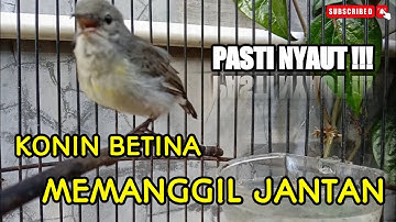 SUARA KONIN BETINA || Ampuh atasi konin jantan bisu & macet bunyi, Dijamin ampuh!!