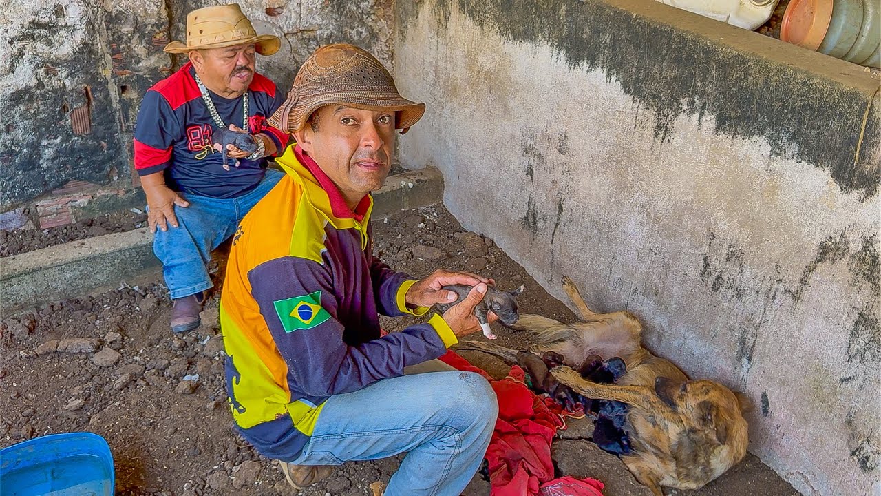 VAQUEIRO PRESENTEIA PILILIU COM DOIS CACHORRINHOS 🤩 | DANILO PIMENTA