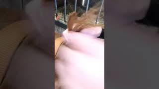 How to braid forelock hunter style