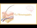 La thermorégulation: Thermogenèse et thermolyse-Physiologie
