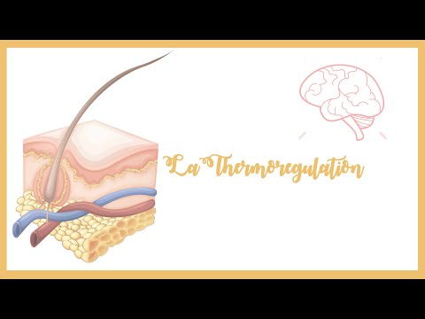 Vidéo: Quelle est la fonction de la thermogénine ?