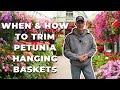 When How To TRIM Your Petunia Hanging Baskets Two Reasons To Trim Back Petunias When How To TRIM Your Petunia Hanging Baskets Two Reasons To Trim Back Petunias