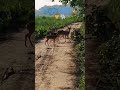 jungle Safari 🐅# forest 🌲#nature 🌸💓#travel ☺️#love 💓#youtubeshorts