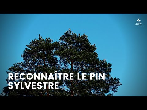 Vidéo: Comment reconnaître un pin sylvestre ?