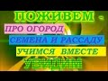 Всё с самого начала... Семена. Рассада.