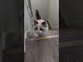 Merlin is still learning his way around the house
