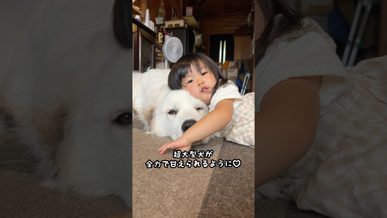 0歳児の頃は超大型犬の方が甘えてたのにその2年後は逆になってました😆笑