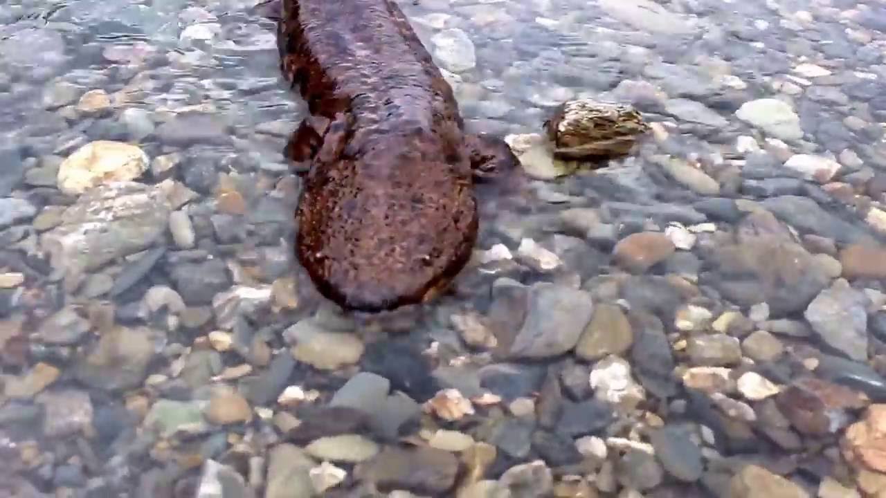 渓流に姿を現したオオサンショウウオ Youtube