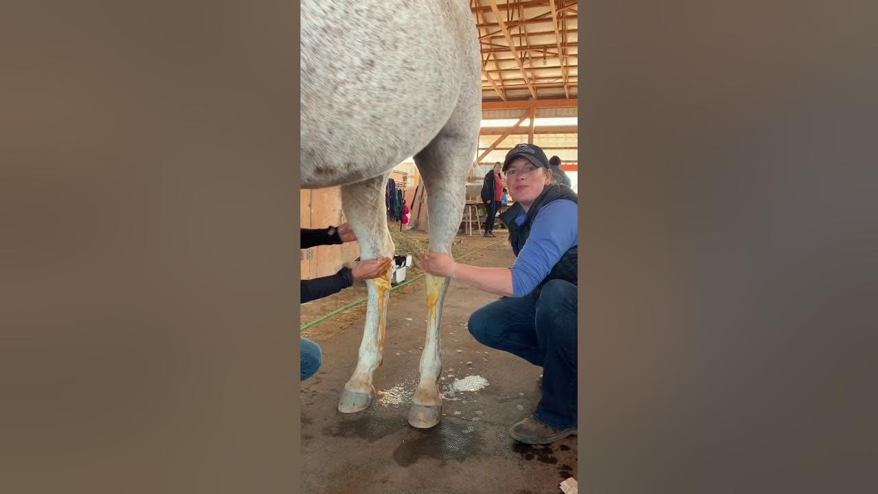 Joint Injections on a Horse YouTube