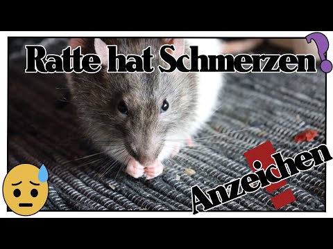 Video: Reagieren Sie Auf Durch Ratten übertragene Krankheiten In New York
