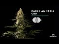 Early Amnesia CBD feminized marijuana strain by Dinafem Seeds Early Amnesia CBD feminized marijuana strain by Dinafem Seeds