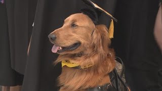 Service Dog Graduates College With Owner