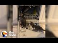 Baby Armadillo Jumps Into Her Mom's Showers | The Dodo Little But Fierce