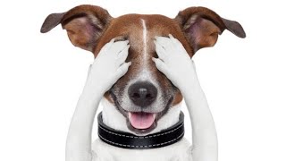 Dogs, Funny Dogs, Which One Is Best 1 To 4 ,