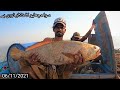 Catching Of Meagre fishes In Mangroves | Suwa Machli Ka shikar Mangroves Main