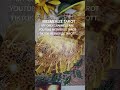 SPIRIT ADVICE MESSAGE 'ELEMENTS'