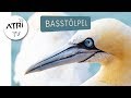 Basstlpel auf helgoland  atritv