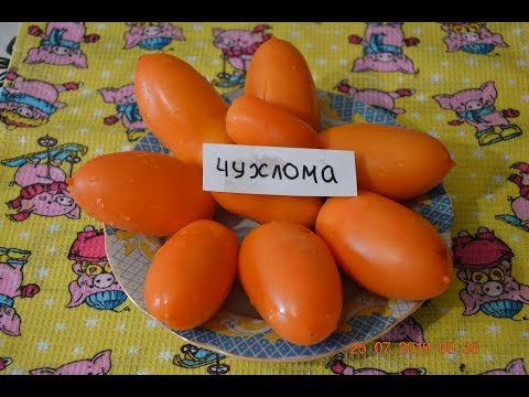 Обзор томатов Пузата Хата и Чухлома