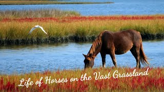 Life of Horses on the Vast Grassland