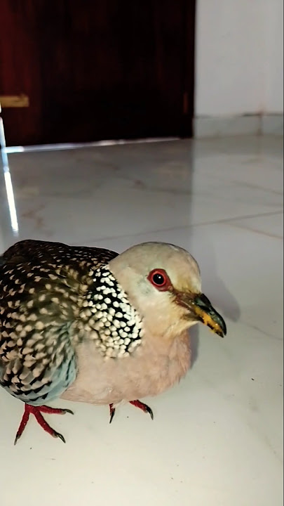 meya atharaman vi hambune aithi karayek innawanam coment karanna 😂😂😂