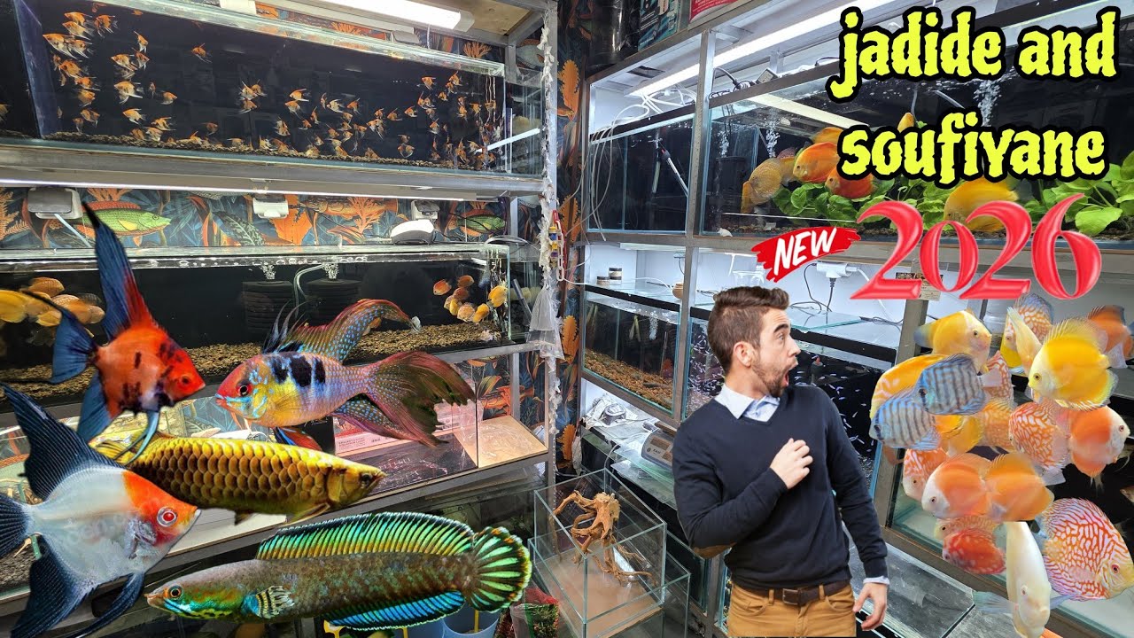 الجديد والجميل عند سفيان🔥عشاق أسماك الزينة أجيو نتولعو مختلف الأسماك أحواض ومعلومات حظ سعيد للجميع