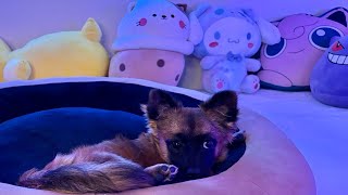 ASMR | Fall asleep with my Puppy 😴🐶 (scratching sounds, white noise…)