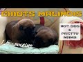 Chiots malinois lof 1 semaine et demi de hot dog  pretty mama  2021