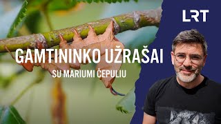 Gamtininko užrašai. Į susitikimą su vikšrais išėjęs Čepulis