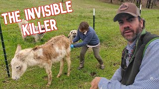 This Unseen Threat Can Cause Serious Harm To The Animals! (How We Are Taking Action) by Cog Hill Family Farm 73,126 views 1 month ago 26 minutes