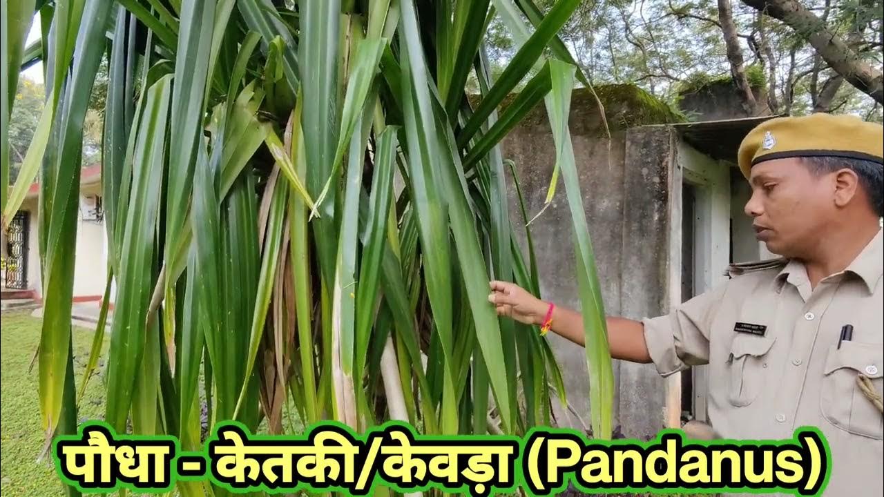 ketki ke phool।ketki ka phool kaisa hota hai। ketki ke phool ki kahani।ketki phool ka paudha