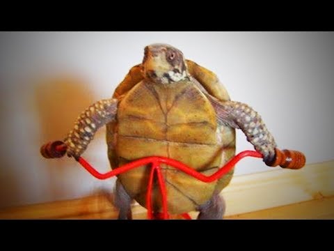 funny-tortoise-😂🐢-funny-tortoise-doing-things-funny-(part-2)-[funny-pets]
