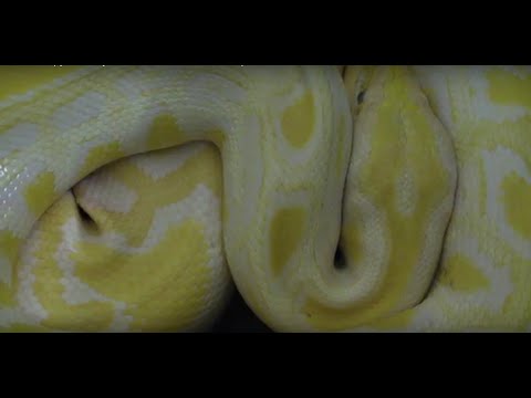 Video: Burman Python - Python Bivittatus Ripi I Zvarranikëve Hipoalergjik, Shëndet Dhe Jetëgjatësia