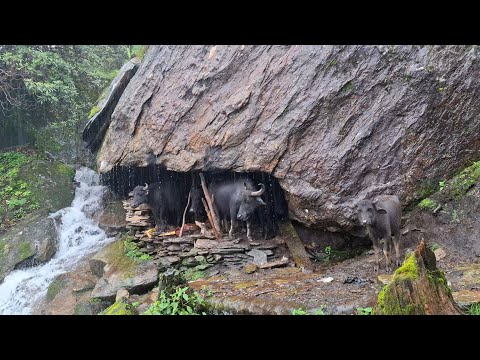 This IS Himalayan Village Life During the Heavy Rain || Beautiful Nature With Real Documentary Video